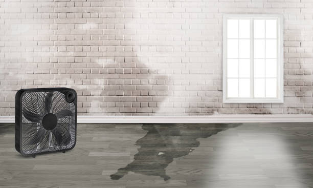 Best Basement water damage restoration  in Bertsch Oceanview, CA